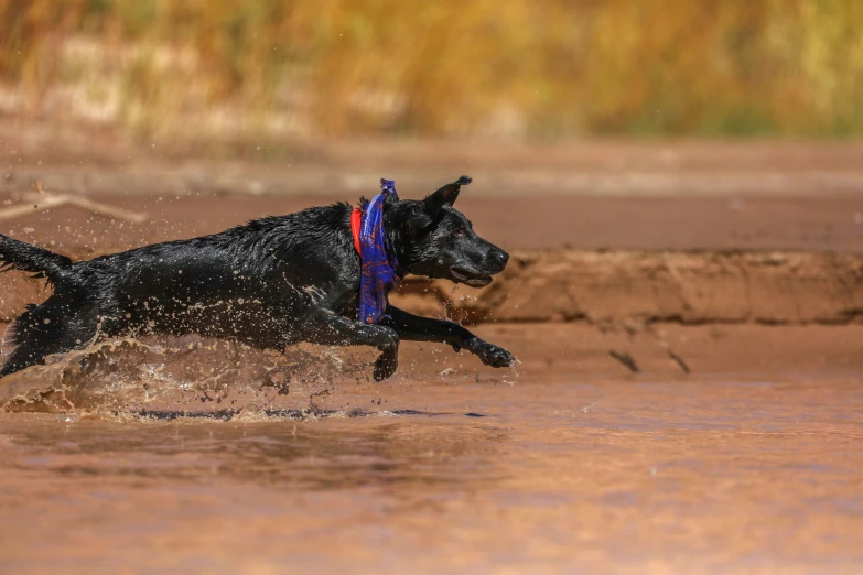 a black dog is splashing in the water with its mouth open