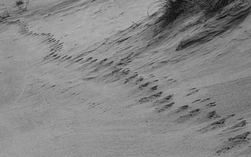 several small birds are standing on a beach