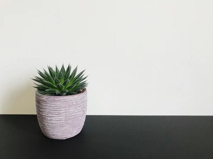 a small potted plant sitting on a table