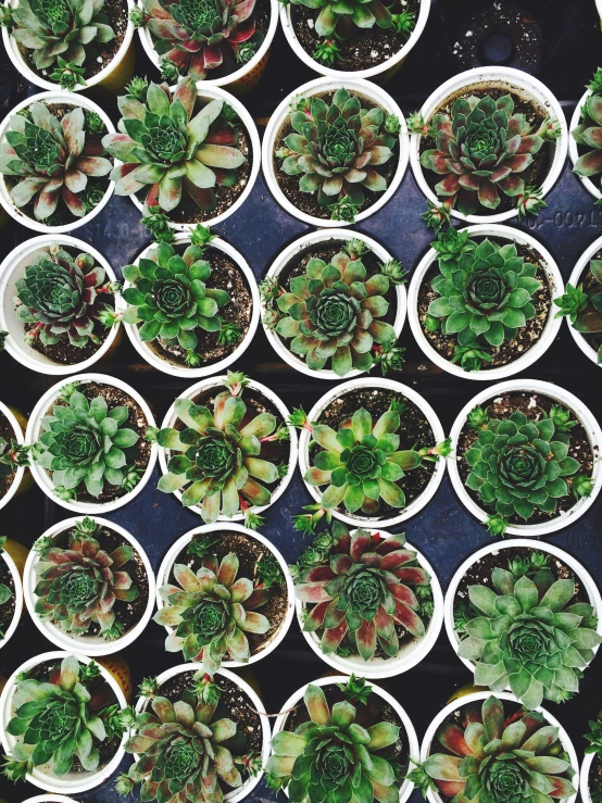 many small potted plants are arranged in rows