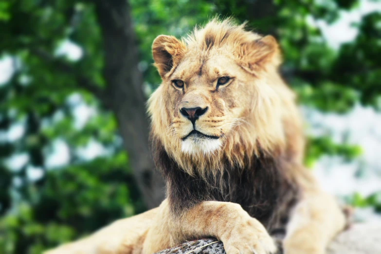 a lion lying on top of a wooden log