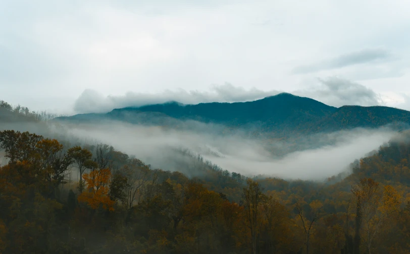 mountains, with trees and fog coming from them