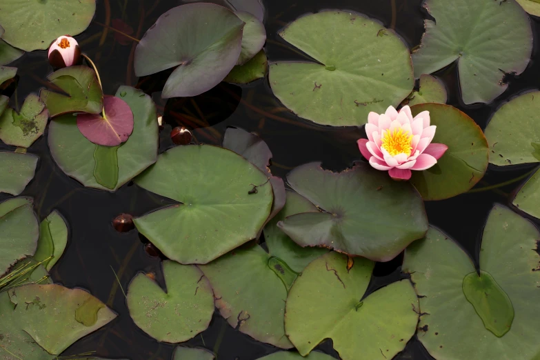 an image of lily pads with a yellow center