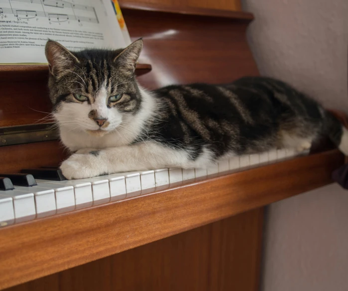 a cat sitting on top of a piano