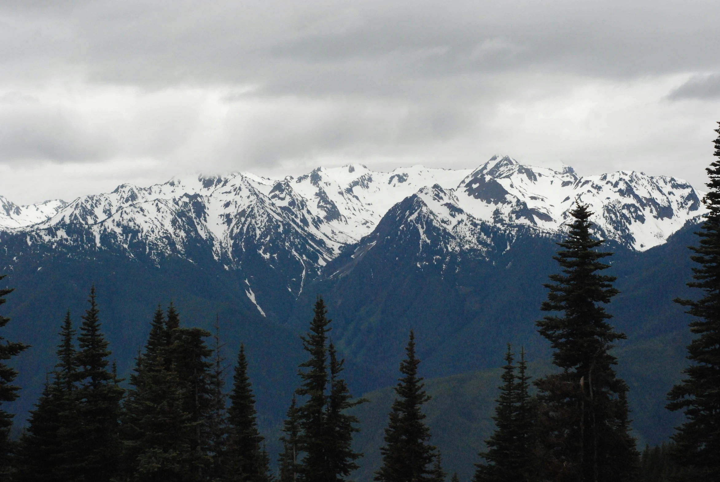 snow covered mountain tops and pine trees in the foreground