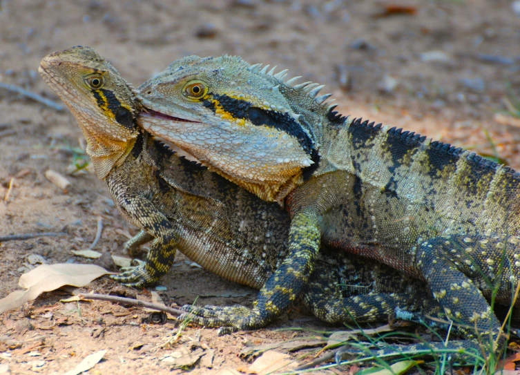 two large lizards on the ground, one resting and one stretching his face to the side
