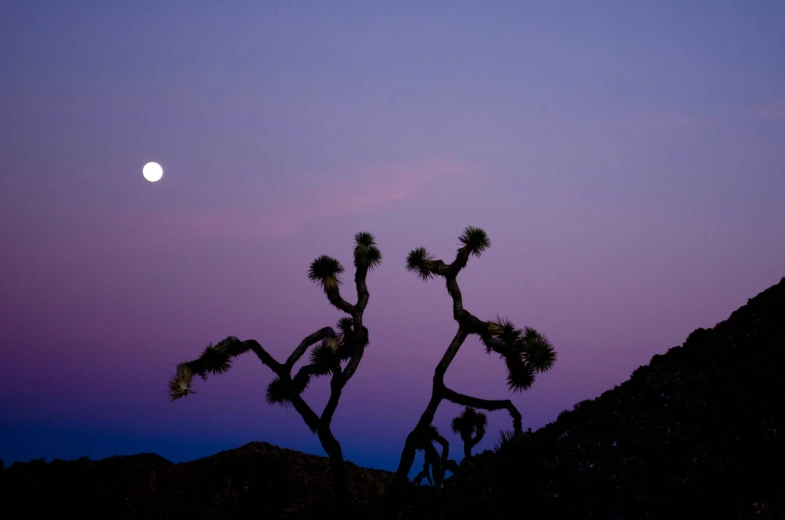 the joshua trees and a half moon are silhouetted against the twilight sky