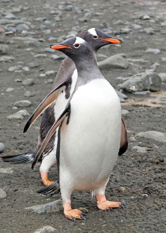 the two birds are standing next to each other