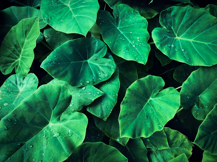 some green leaves with drops of dew on them