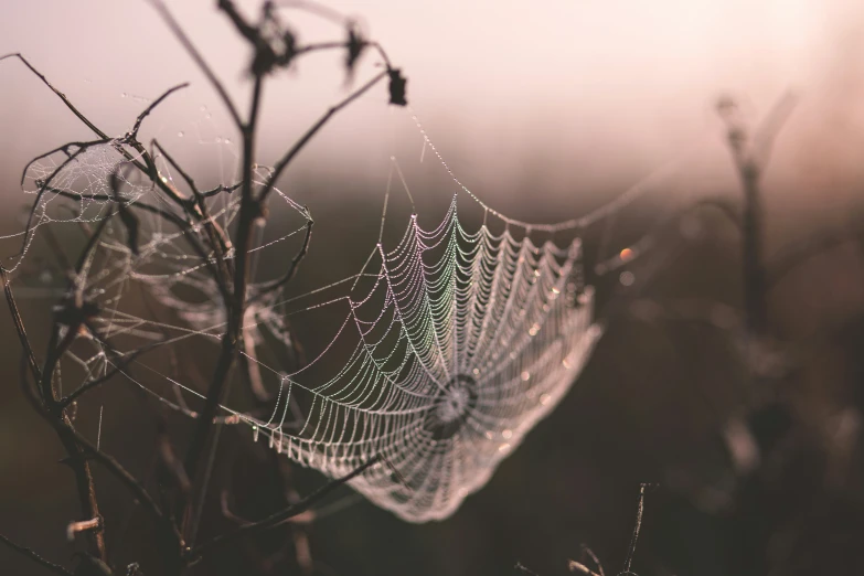 the web of water on a spider web in the sunlight