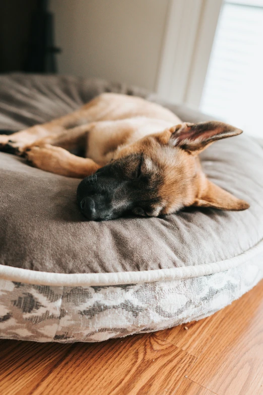 a dog sleeping on its bed on the floor