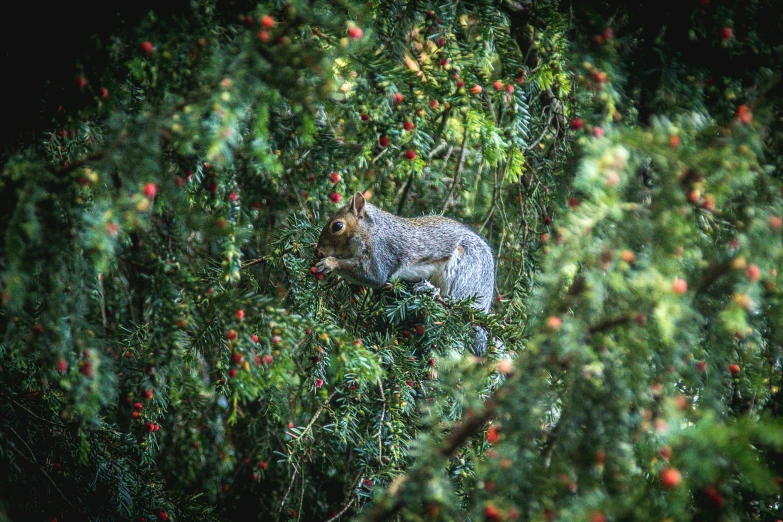 a big squirrel is in the middle of the trees