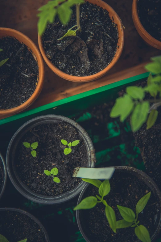 young planters have planted and grown plants in plastic cups