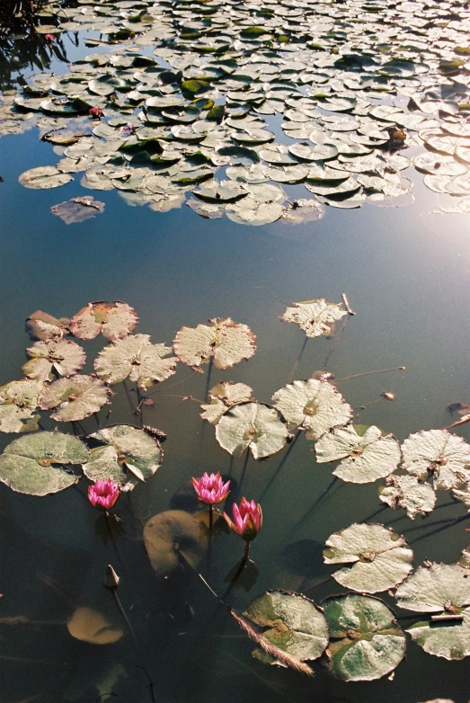 lotuses on water in the sunlight and reflecting in the pond