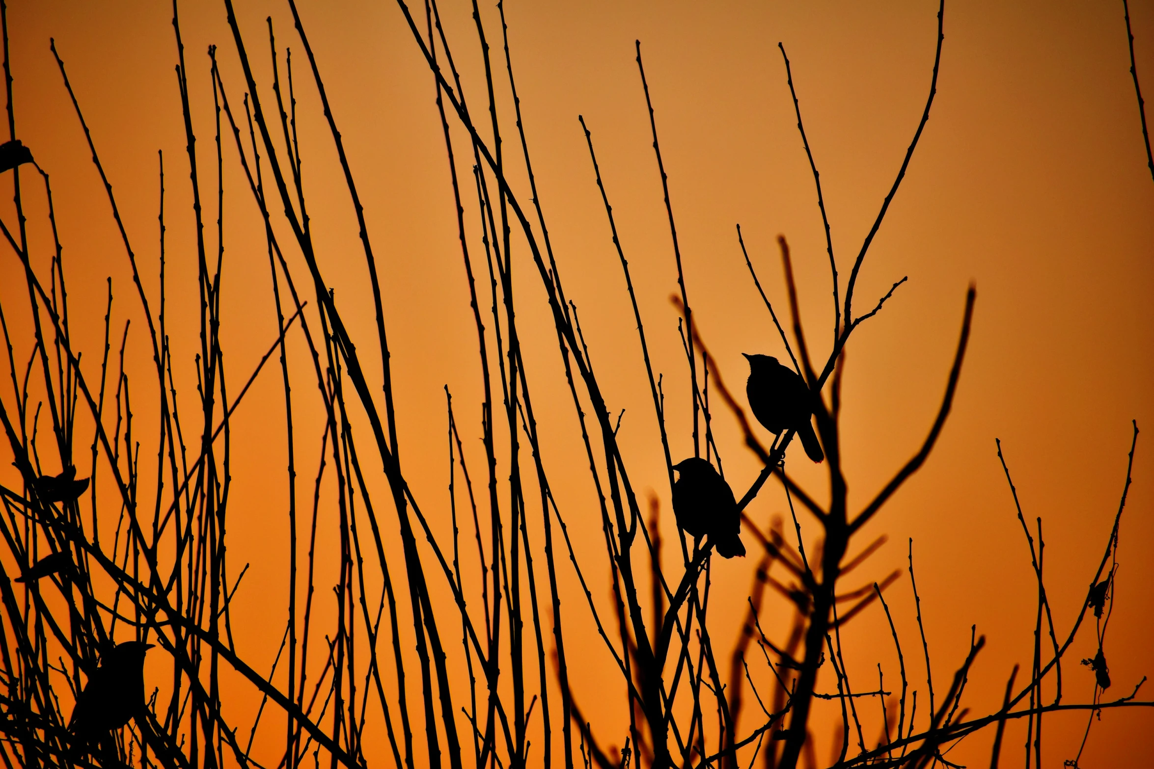 several black birds are sitting on a nch in front of an orange sky