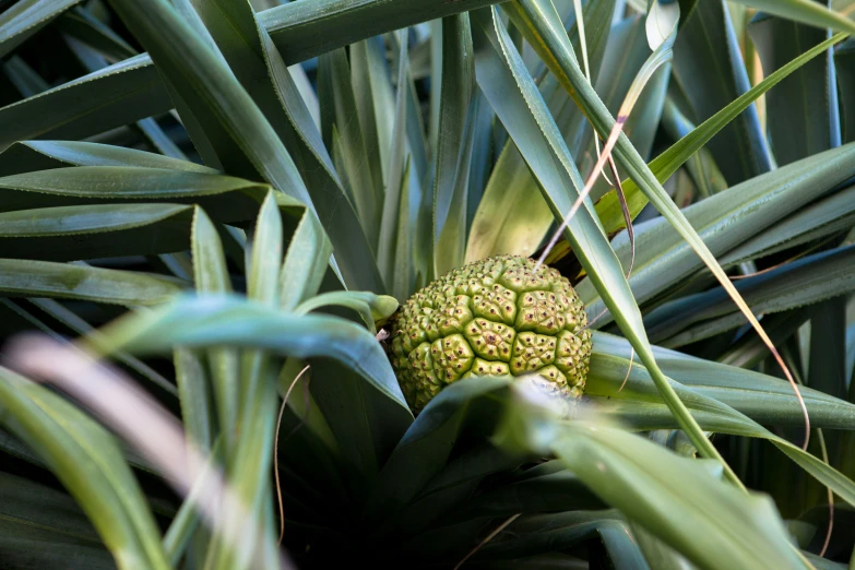 green plant with small seeding on top, surrounded by leaves