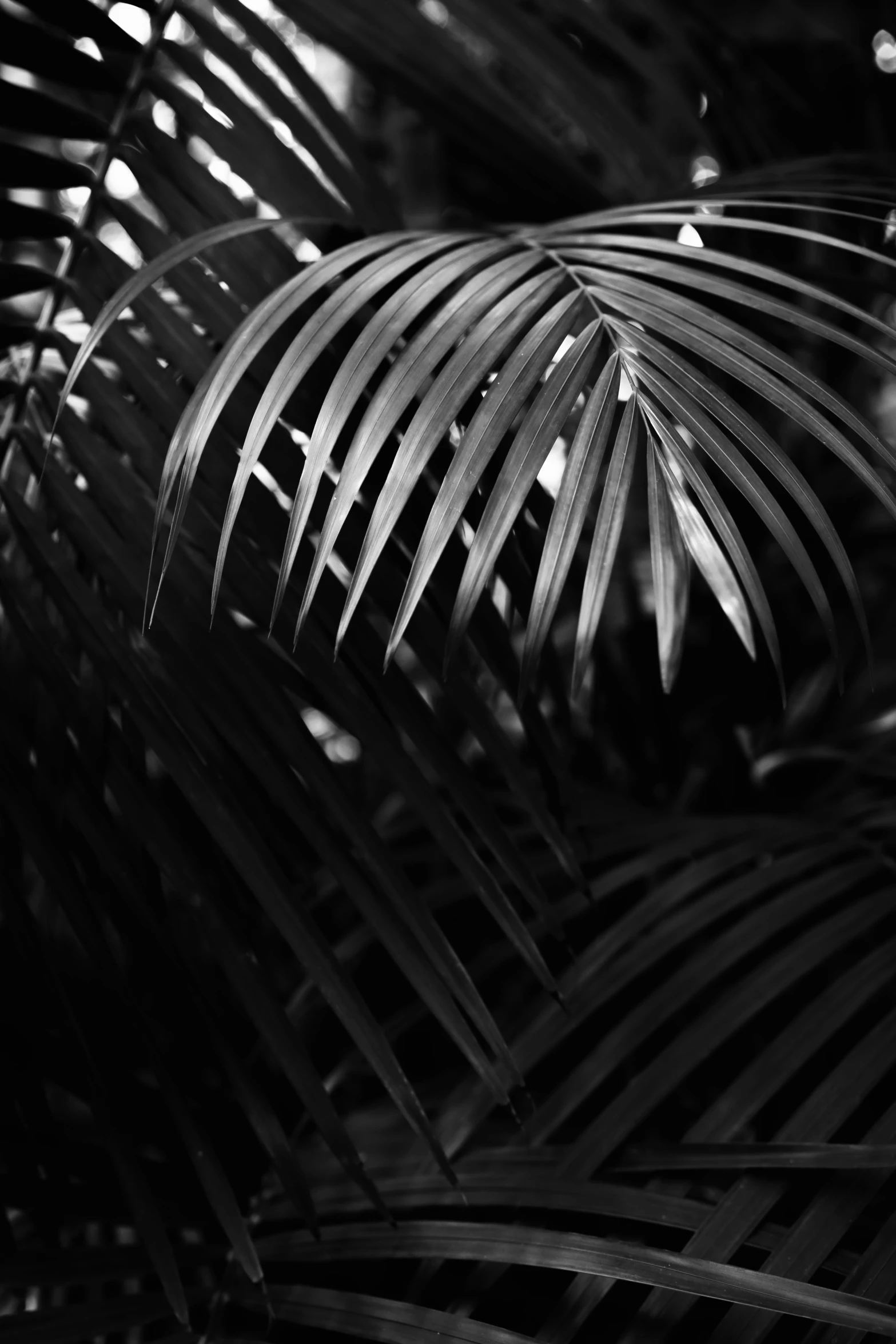 black and white pograph of leaves with drops of water on them