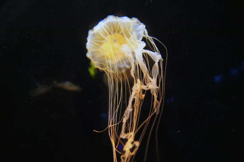 a jellyfish floating in an aquarium exhibit
