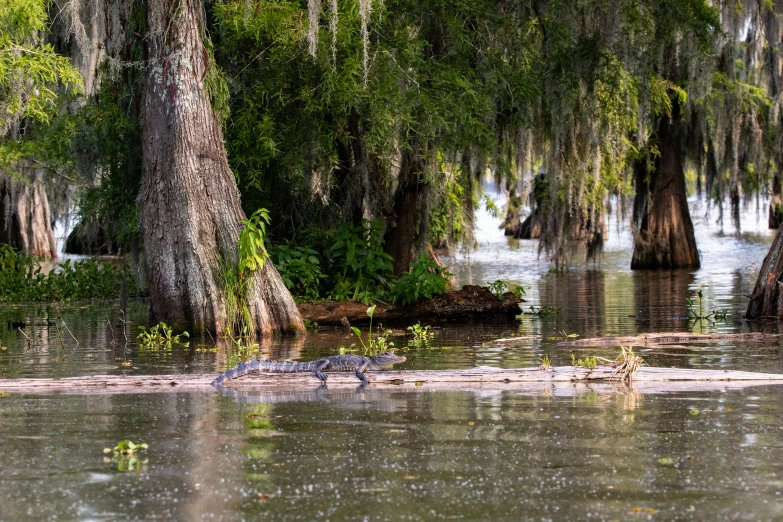 there is a alligator that has been resting in the water