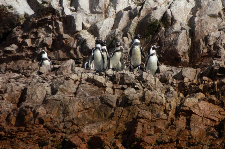 a group of birds standing on top of a rocky beach