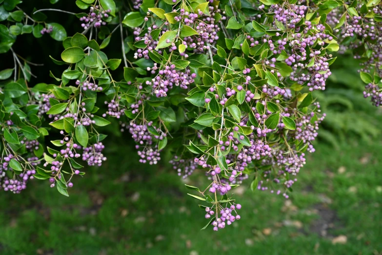 the nches of a bush are loaded with flowers