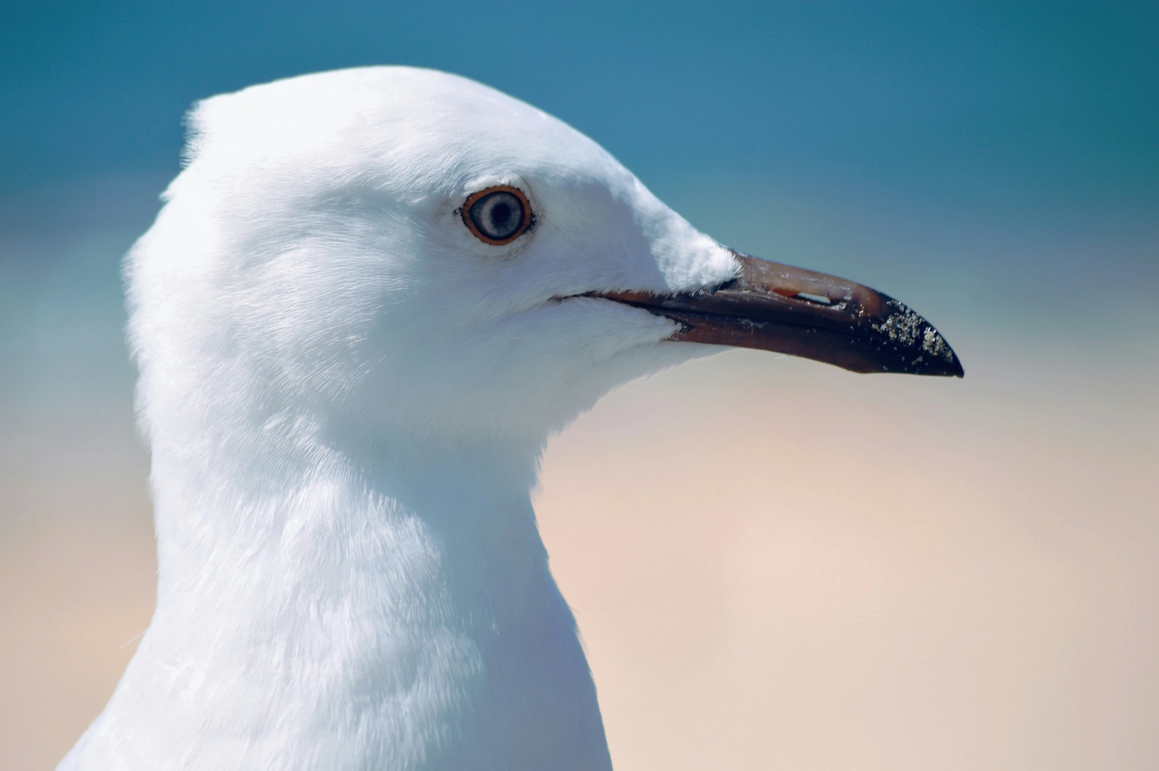 a close up of the head of a seagull