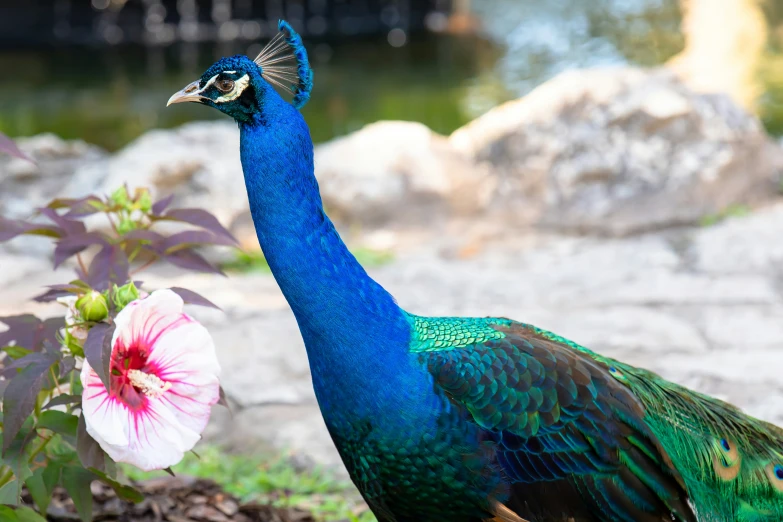 blue peacock with large feathers near a pink flower