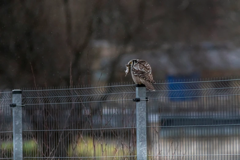 an owl on a fence standing on its hind legs