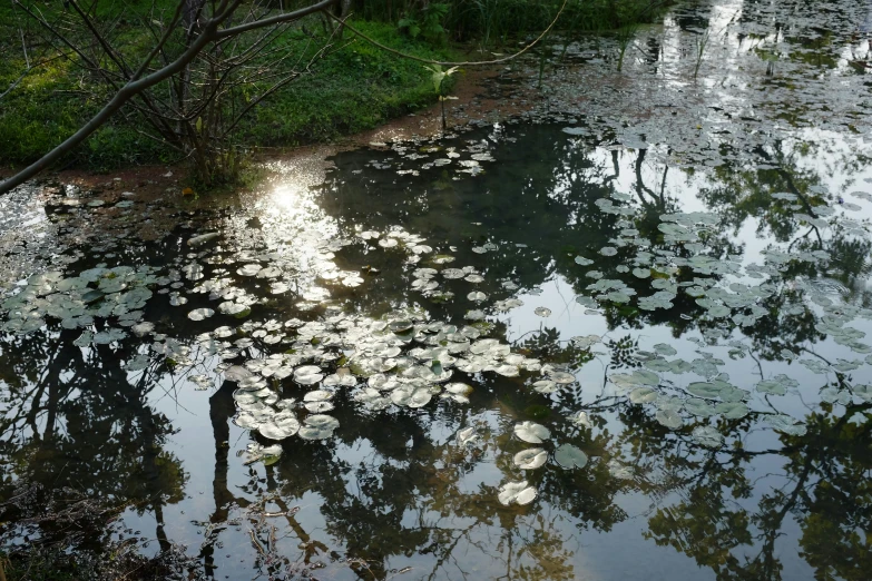 a pond with water lillies growing near the shore