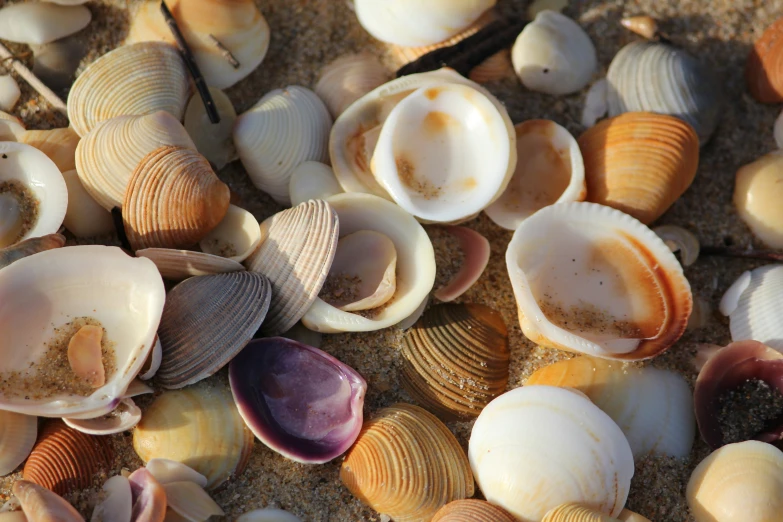 closeup of shells lying on the sand