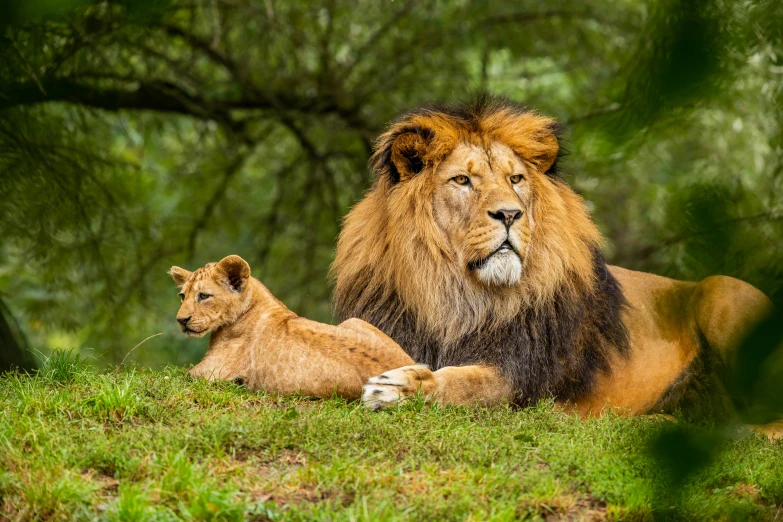 two lions sit near one another in the grass
