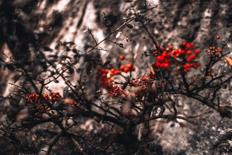 red berries on the nches of a tree