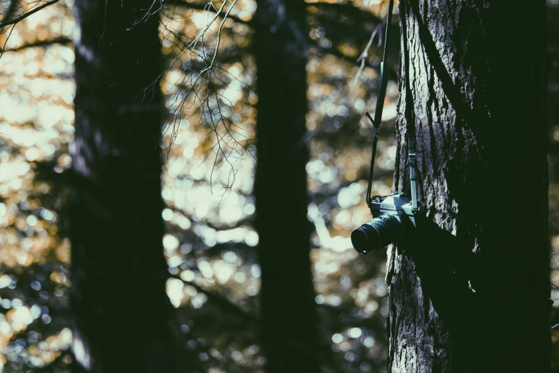 a pair of shoes hanging on the side of a tree