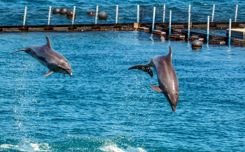 two dolphins leaping out of the water