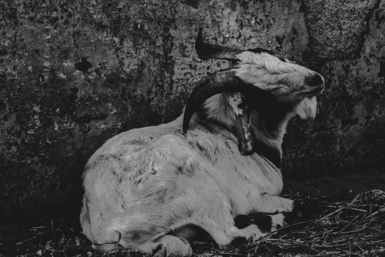 black and white pograph of a ram sitting next to a large rock wall