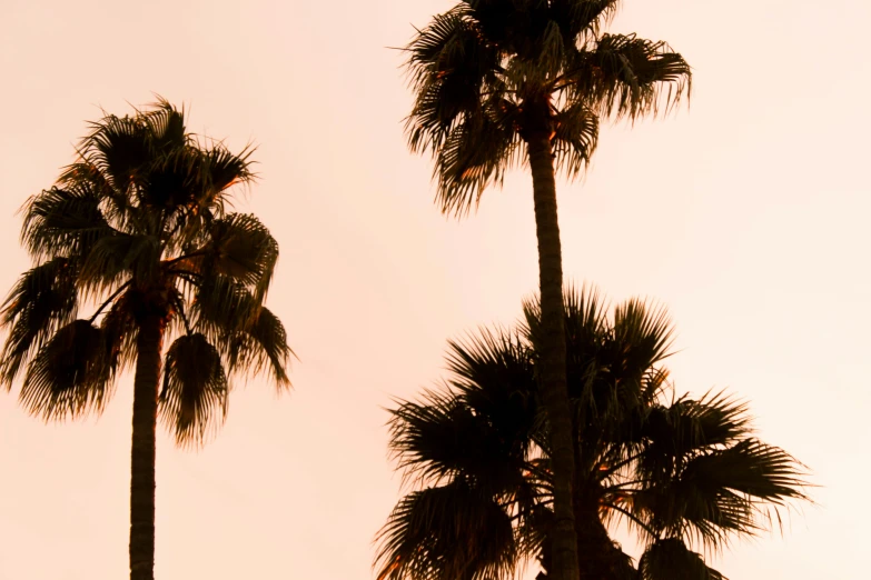 two tall palm trees against a cloudy sky