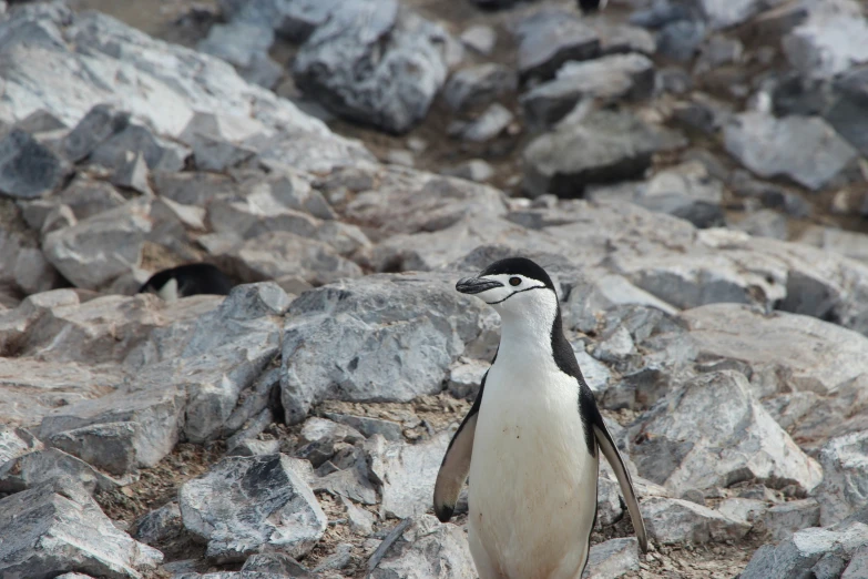 a penguin with a white chest and black legs
