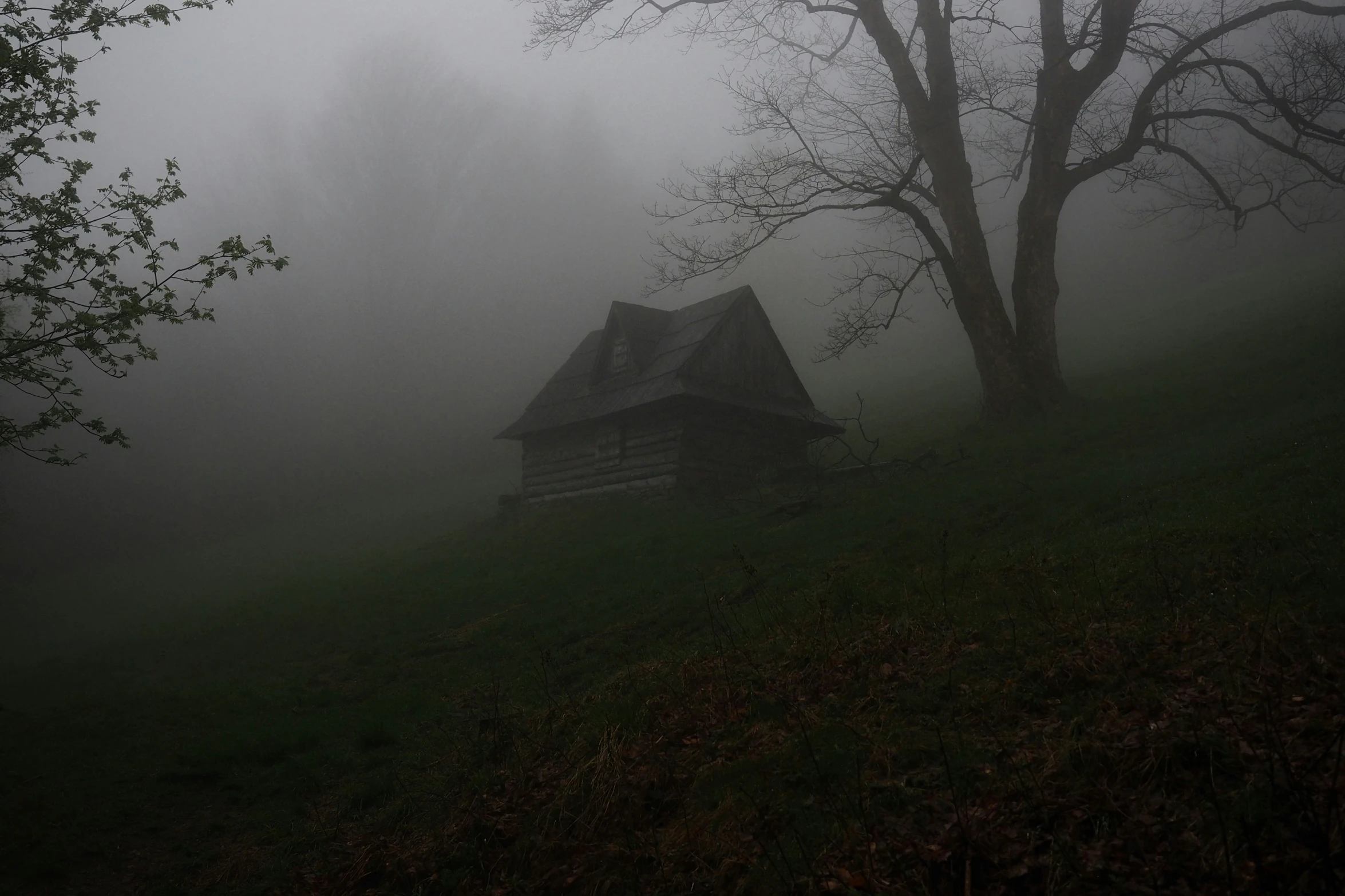 foggy forest with a rustic cabin in the woods