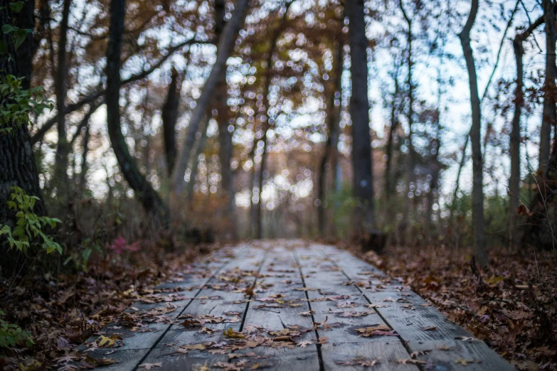 there is a path going through some woods with leaves on the ground