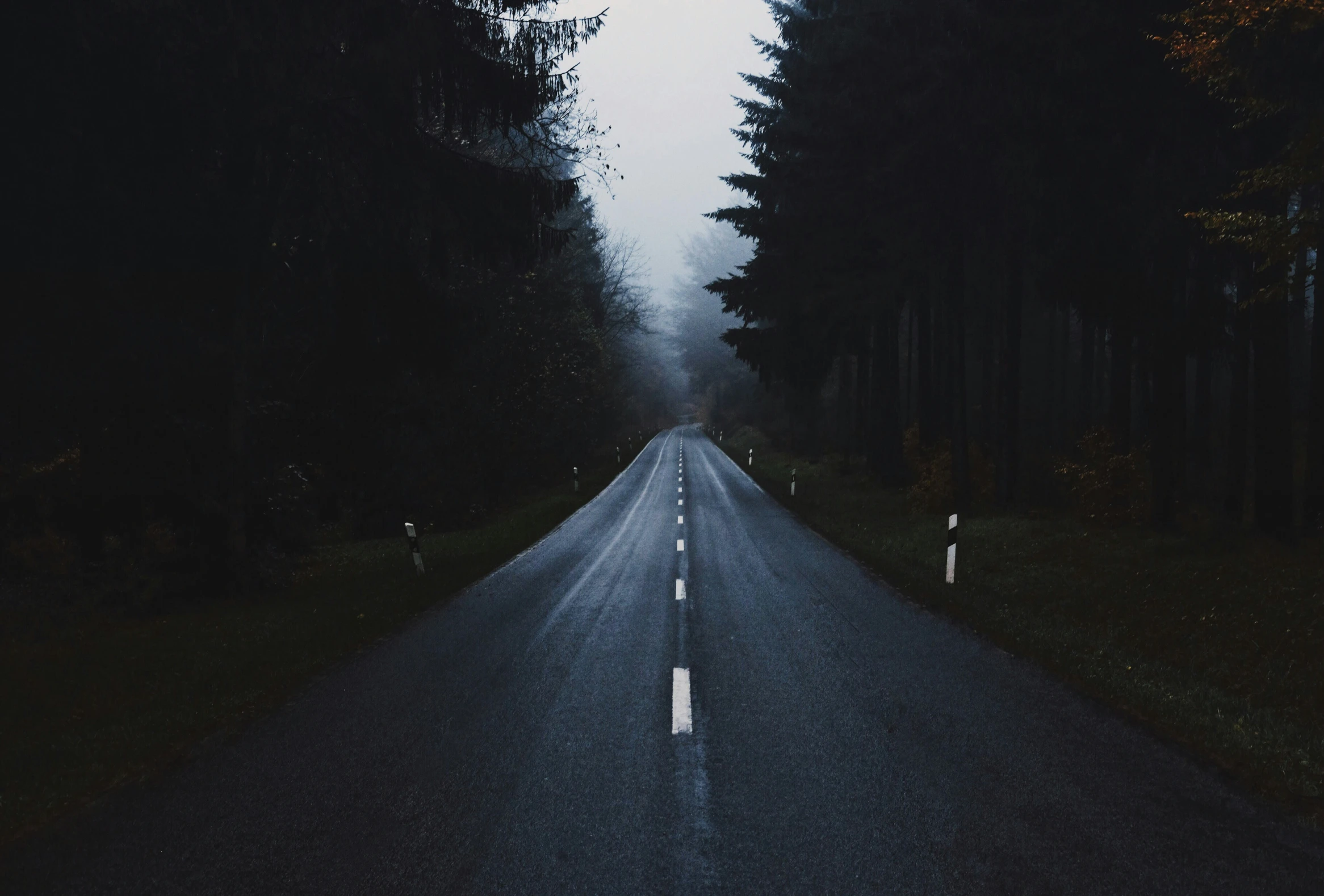 dark empty road with trees and bushes