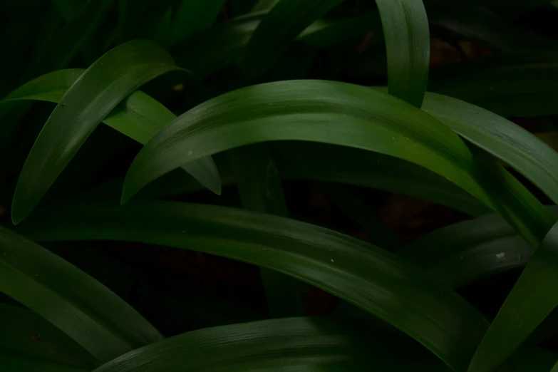 a plant is covered in light green leaves