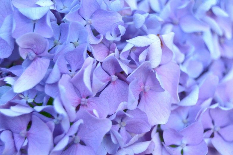 a close up of a cluster of flowers