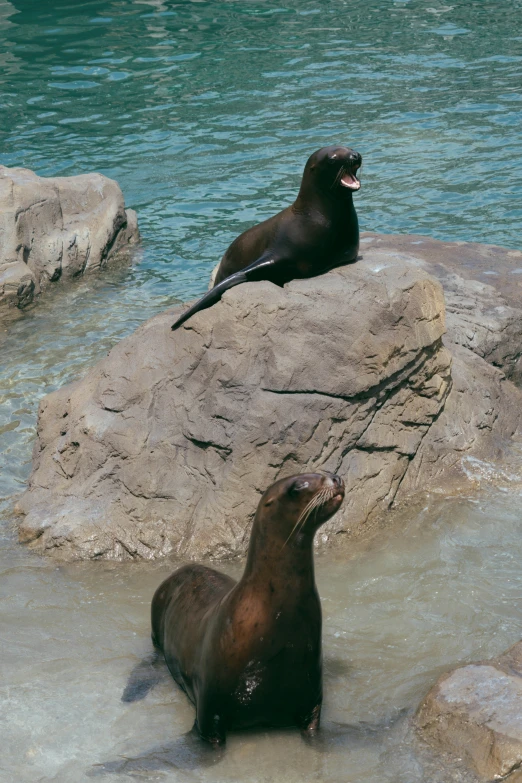 two sealions are sitting on top of a rock