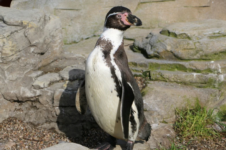 a black and white penguin standing next to rocks