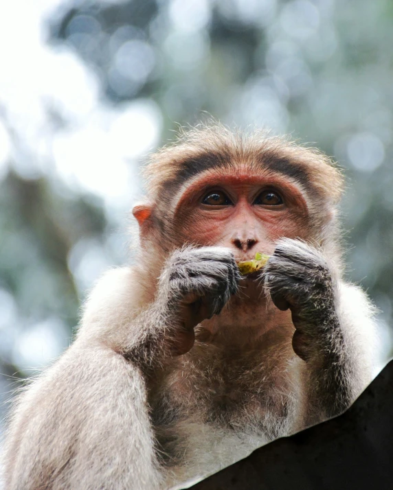 the monkey is holding a piece of food in his hands