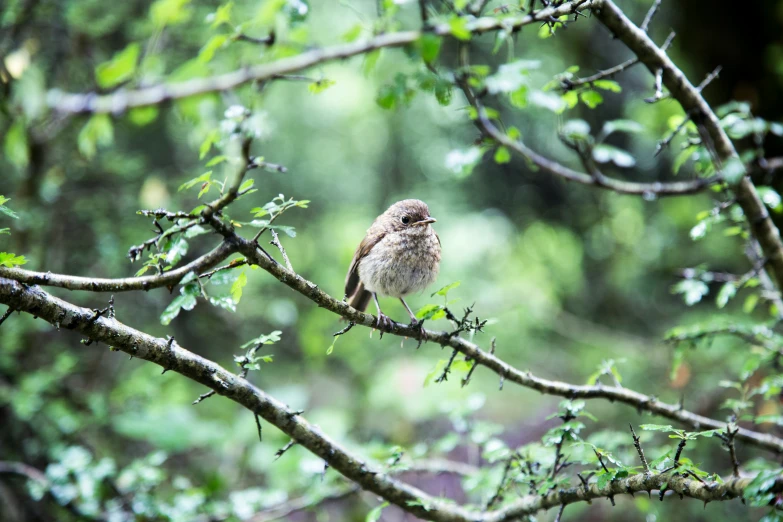 a bird sits on a tree limb in the woods