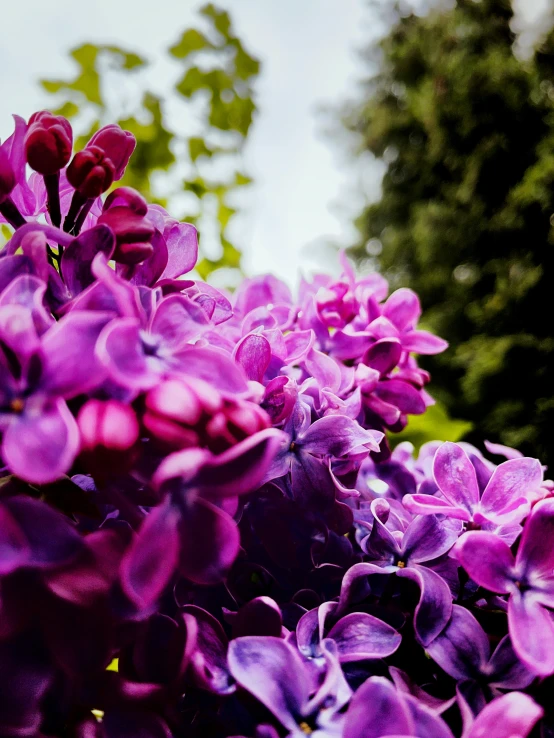 purple flowers blooming in a garden area