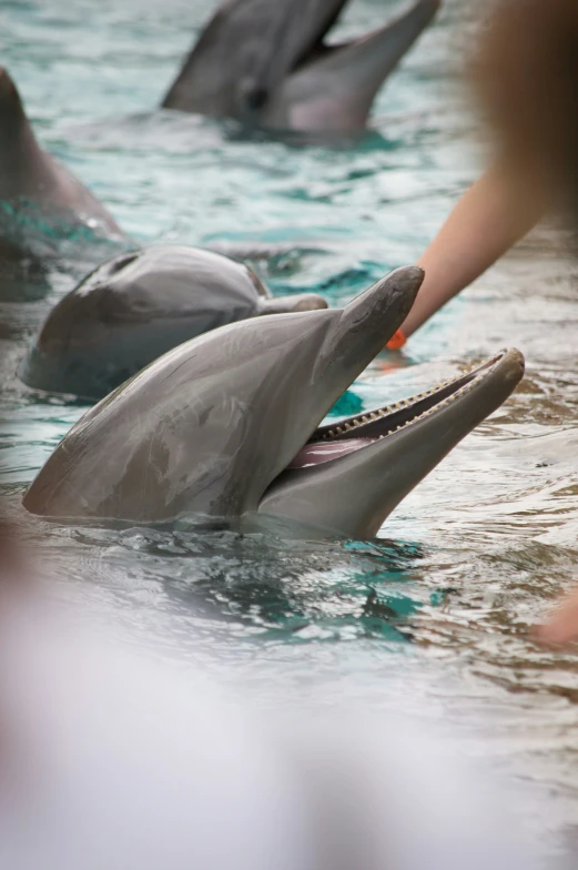 two dolphins swimming in an aquarium with one getting ready to take a bite out