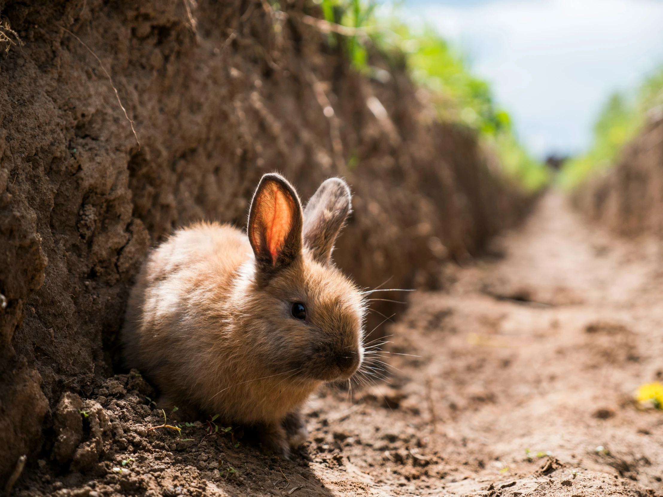 a cute rabbit sits in the dirt on a sunny day