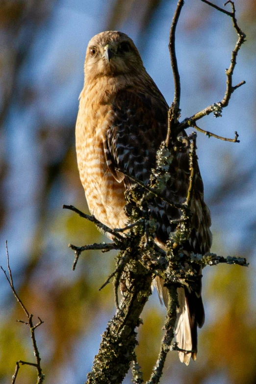 a hawk sits on a limb of a tree